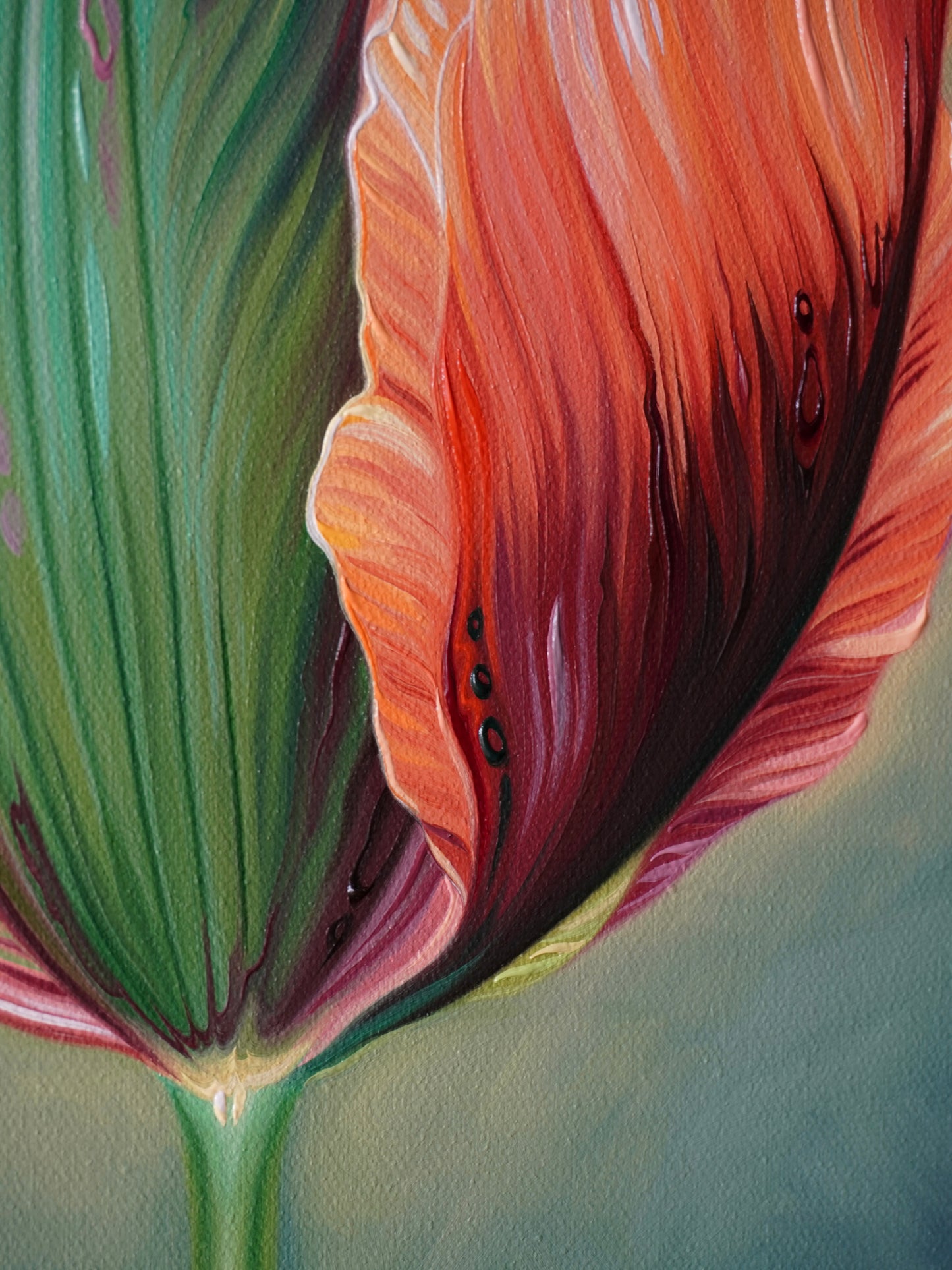 Tulip Study No. 1