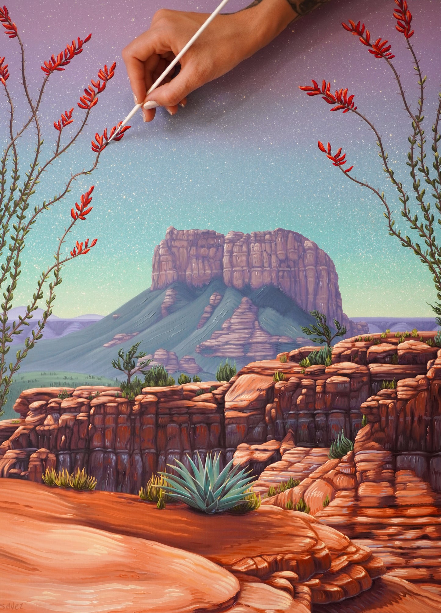 Ocotillo Bloom