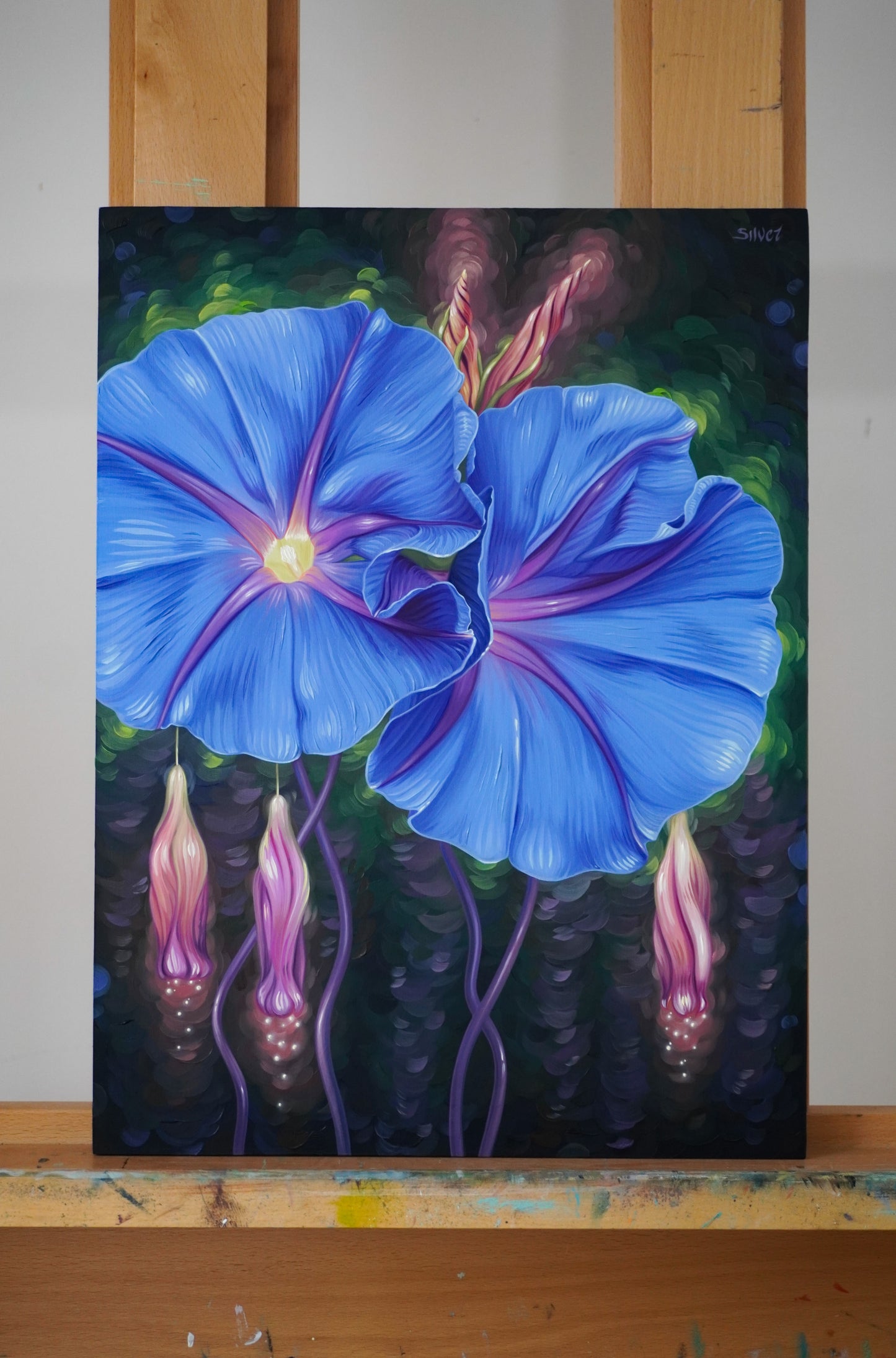Blue Morning Glory