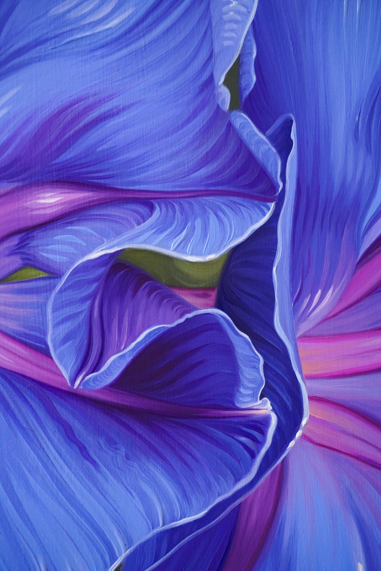Blue Morning Glory