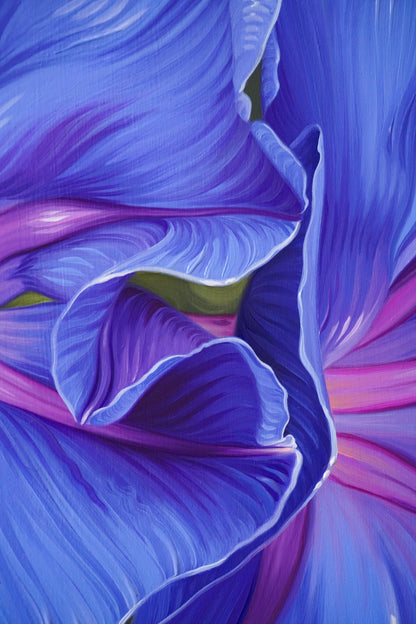 Blue Morning Glory