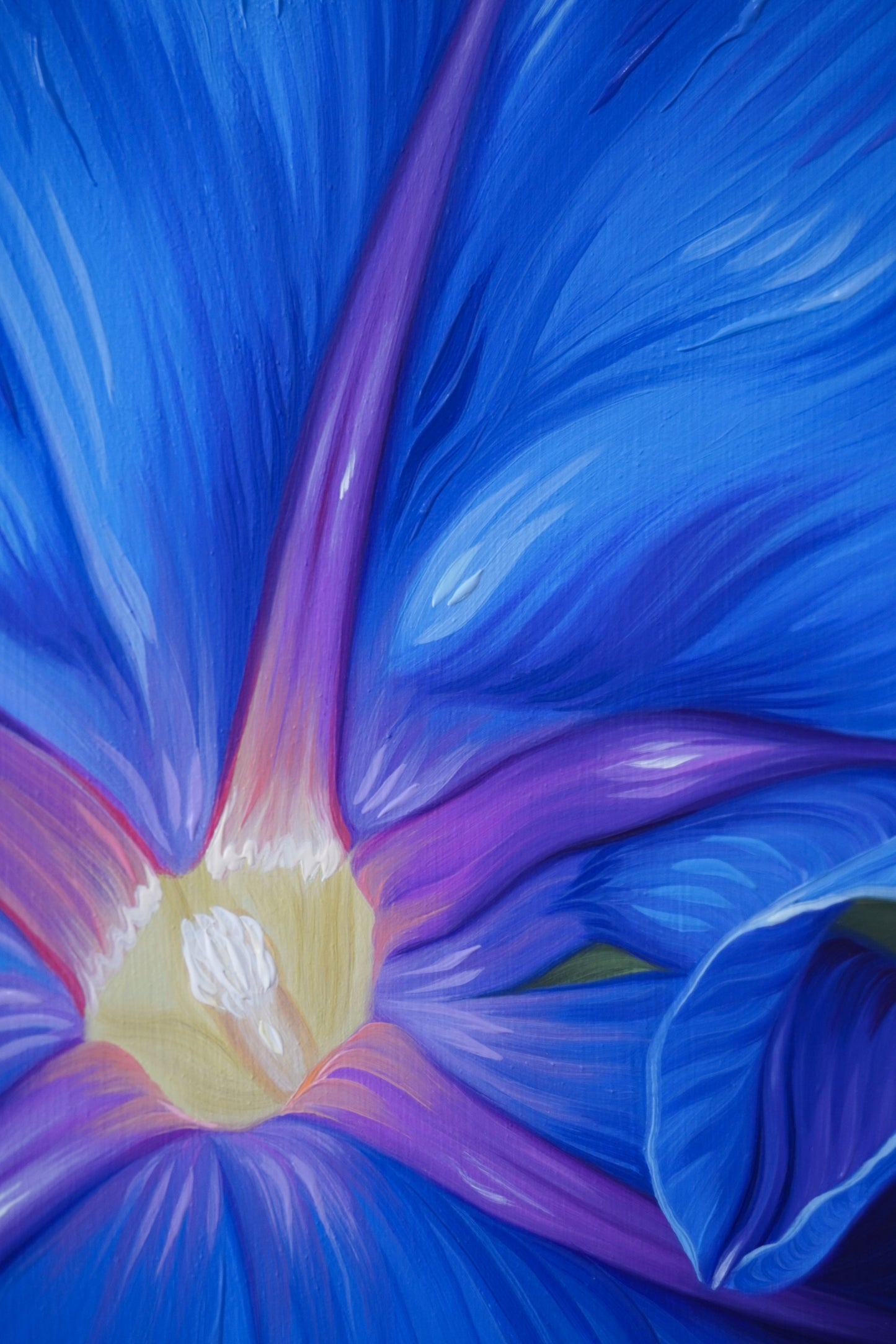 Blue Morning Glory